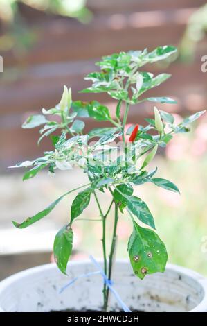 Pfefferpflanze oder gepunktete Pfefferpflanze, Chili PADI oder Bird Eye Chili oder Thai-Pfeffer oder Capsicum frutescens Linn oder Solanaceae Pflanze Stockfoto