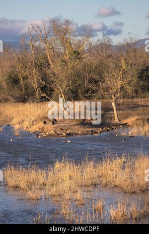 Feuchtgebiet mit verschiedenen Vogelarten bei Aiguamolls d'Emporda, Katalonien Stockfoto