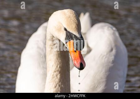 Nahaufnahme eines eleganten weißen, stummen Schwans mit orangefarbenem Schnabel und tropfenden Wassertropfen. Grauer See im Hintergrund. Sonniger Wintertag. Stockfoto