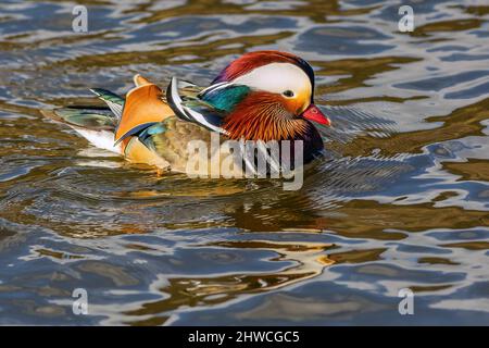 Nahaufnahme eines farbenfrohen männlichen Mandarinentchens, das an einem sonnigen Tag in einem Fluss schwimmt. Spiegelung des Vogels und seiner lebendigen Farben im Dunkeln Stockfoto