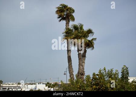 calima Wind weht Staub und Sand über Palmen playa blanca lanzarote kanarische Inseln spanien Stockfoto