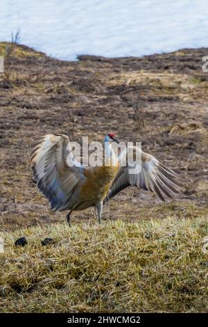 Sandhill Crane, Antigone canadensis, Flügelstrecken-Ausstellung im Mai im Yellowstone National Park, Wyoming, USA Stockfoto