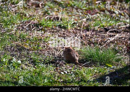 Eine braune Wildbraunratte ( Rattus norvegicus ) bei hellem Tageslicht im grünen Gras im Garten Stockfoto