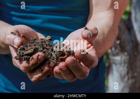 Hände, die Würmer mit Erde halten. Ein Bauer, der eine Gruppe Regenwürmer in seinen Händen zeigt. Herstellung von Vermicompost aus Haushaltsabfällen. Hochwertige Fotos Stockfoto