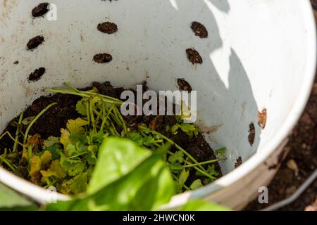 Selbst gemachtes Komposter mit Würmern und Erde. Herstellung von Vermicompost aus Haushaltsabfällen. Hochwertige Fotos Stockfoto