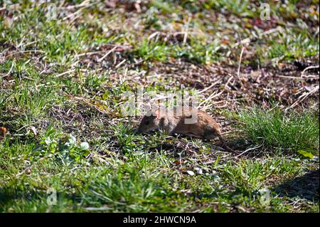 Eine braune Wildbraunratte ( Rattus norvegicus ) bei hellem Tageslicht im grünen Gras im Garten Stockfoto