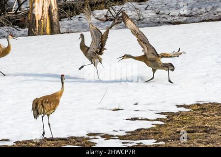 Sandhill Cranes, Antigone canadensis, zeigt Aggression im Mai im Yellowstone National Park, Wyoming, USA Stockfoto