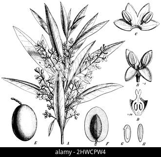 Olive, Europäische Olive A Branche fleurie. B Fleur de l'arbre. C Corolle de la Fleur, Coupée. D ovaire en Coupe longitudinale. E Frucht (oliv). La même, Coupe. 6, Graines en Coupe longitudinale, Olea europaea, (Botanikbuch, ca. 1900), Olivenbaum A Blühender Zweig. B Blüte. C Blumenkrone, aufgeschnitten. D Fruchtknoten im Längenschnitt. E Frucht (Olive). Dieselbe, angeschnitten. 6, Samen im Längenschnitt, olivier A Branche fleurie. B Fleur de l'arbre. C Corolle de la Fleur, Coupée. D ovaire en Coupe longitudinale. E Frucht (oliv). La même, Coupe. 6, Graines en Coupe longitudinale Stockfoto