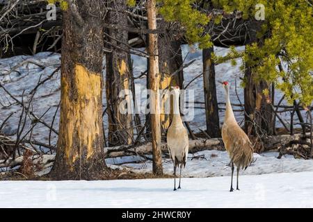 Sandhill Cranes, Antigone canadensis, im Mai im Yellowstone National Park, Wyoming, USA Stockfoto