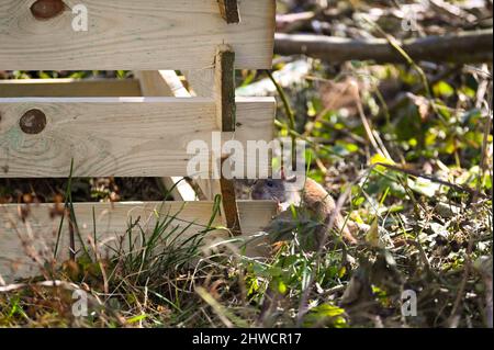 Eine braune Wildbraunratte ( Rattus norvegicus ) klettert in einen Wald - Komposter im Garten Stockfoto
