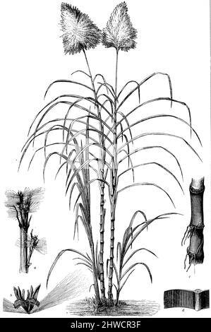 Sugarcane a Partie de panicule, b épillet simple, c Partie inférieure du chaume, Partie transversale du limbe, Saccharum officinarum, (, ), Zuckerrohr a Teil der Blütenrispe, b einzelnes Ährchen, c unterer Teil des Halmes, Querteil der Blattsprete, canne à sucre a, Partie de pillule et simple c Partie inférieure du chaume, Partie transversale du limbe Stockfoto