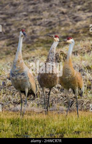 Sandhill Cranes, Antigone canadensis, im Mai im Yellowstone National Park, Wyoming, USA Stockfoto