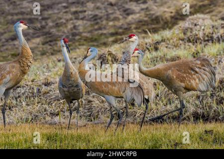 Sandhill Cranes, Antigone canadensis, im Mai im Yellowstone National Park, Wyoming, USA Stockfoto