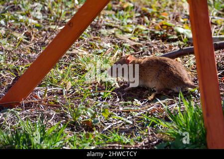 Eine braune Wildbraunratte ( Rattus norvegicus ) bei hellem Tageslicht im grünen Gras im Garten Stockfoto