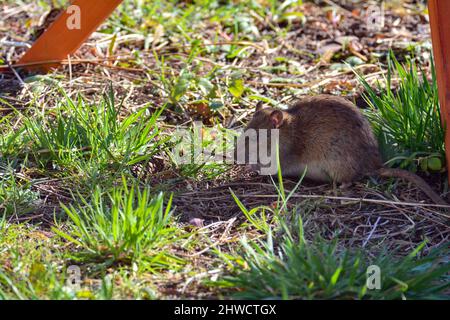 Eine braune Wildbraunratte ( Rattus norvegicus ) bei hellem Tageslicht im grünen Gras im Garten Stockfoto