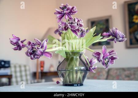 Verblasste rote Tulpen in Glasvase auf rustikalem Tisch an der Wand im Wohnzimmer Foto: Bo Arrhed Stockfoto