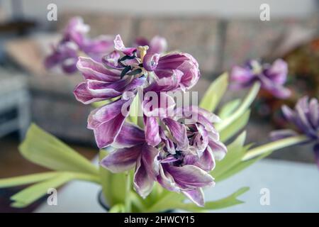 Verblasste rote Tulpen in Glasvase auf rustikalem Tisch an der Wand im Wohnzimmer Foto: Bo Arrhed Stockfoto