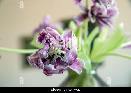 Verblasste rote Tulpen in Glasvase auf rustikalem Tisch an der Wand im Wohnzimmer Foto: Bo Arrhed Stockfoto