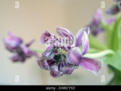 Verblasste rote Tulpen in Glasvase auf rustikalem Tisch an der Wand im Wohnzimmer Foto: Bo Arrhed Stockfoto