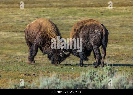 Männliche amerikanische Bison, Bison Bison, Teil einer Herde entlang des Madison River, Kopf-butting in einer Auseinandersetzung, Yellowstone National Park, Wyoming, USA Stockfoto