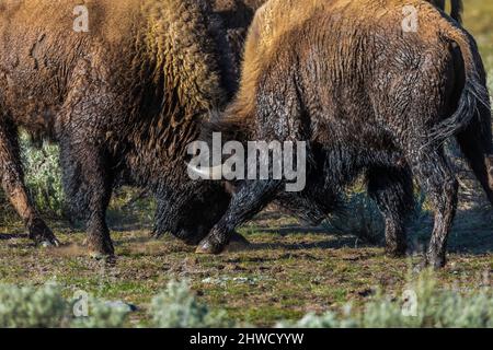 Männliche amerikanische Bison, Bison Bison, Teil einer Herde entlang des Madison River, Kopf-butting in einer Auseinandersetzung, Yellowstone National Park, Wyoming, USA Stockfoto