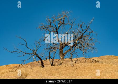 Namibia, toter Baum in der Wüste Spitzkoppe im Damaraland, wunderschöne Landschaft Stockfoto
