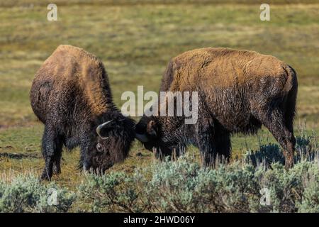 Männliche amerikanische Bison, Bison Bison, Teil einer Herde entlang des Madison River, Kopf-butting in einer Auseinandersetzung, Yellowstone National Park, Wyoming, USA Stockfoto