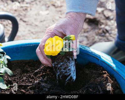 Frau pflanzt gelbe Stiefmütterchen (Viola × wittrockiana) in einen blauen Topf. Stockfoto