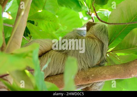 Hoffmanns Zweizehen-Faultier (Choloepus hoffmanni) schläft in einem Baum im Manuel Antonio Nationalpark, Provinz Puntarenas, Quepos, Costa Rica Stockfoto