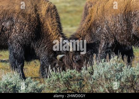 Männliche amerikanische Bison, Bison Bison, Teil einer Herde entlang des Madison River, Kopf-butting in einer Auseinandersetzung, Yellowstone National Park, Wyoming, USA Stockfoto