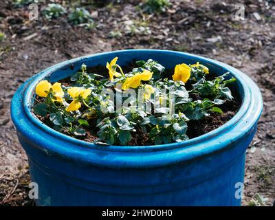 Gelbe Stiefmütterchen (Viola × wittrockiana) pflanzten einen großen blauen Topf. Stockfoto