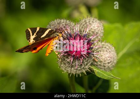 Der Jerseytiger, eine farbenfrohe orange, braune und gelbe Motte, sitzt auf einer violetten und grauen Klettenblume, die an einem sonnigen Sommertag Nektar saugt Stockfoto