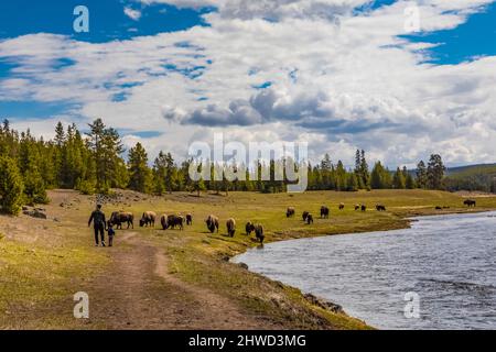 Mann, der Selfie gefährlich in der Nähe von Buffalo, Bison Bison, entlang des Madison River im Yellowstone National Park, Wyoming, USA macht [keine Model-Veröffentlichung; editori Stockfoto