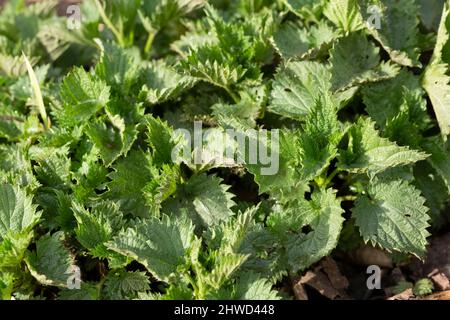 Frisches Frühlingsgrün Blätter der Brennnessel - pflanzliche Quelle von Vitaminen in der vegetarischen Ernährung, vegetarische Ernährung Stockfoto