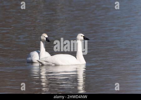 Ein Paar Tundra Swans (cygnus columbianus) halten im Lancaster County, Pennsylvania Lake, während sie im Frühling nach Norden wandern Stockfoto