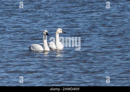 Ein Paar Tundra Swans (cygnus columbianus) halten im Lancaster County, Pennsylvania Lake, während sie im Frühling nach Norden wandern. Stockfoto