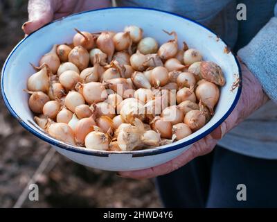 Gärtner hält eine Schüssel mit Stuttgarter Riesenzwiebeln. Stockfoto