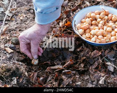 Gärtner pflanzt eine Zwiebel (Sorte: Stuttgarter Riese) in einen Gemüsegarten Stockfoto