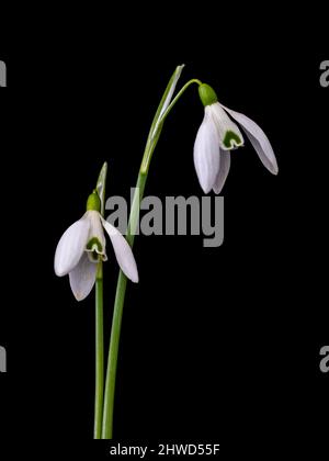 Zwei Schneeglötblumen auf schwarzem Hintergrund. Stockfoto