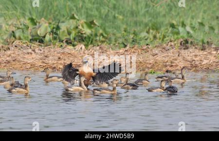 Vögel, kleine Pfeifente - Dendrocygna javanica, auch bekannt als indische Pfeifente oder kleinere Pfeifente, Arten von Pfeifenten Stockfoto