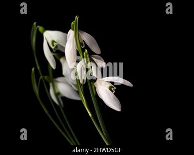 Drei Schneeglöpfenblumen auf schwarzem Hintergrund reflektiert. Stockfoto