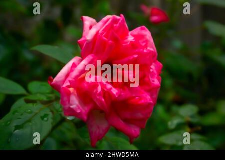 Verschwommenes Bild einer roten Rose oder rosa Blume, die in einem heimischen Garten wächst, Howrah, Westbengalen, Indien. Stockfoto