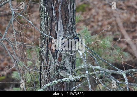 Gewöhnlicher Grackle-Vogel, der in einem Baum thront Stockfoto