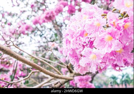 Rosa Blumen Tabebuia Rosea Blossom .Tabebuia rosea Bäume in Blüte Stockfoto