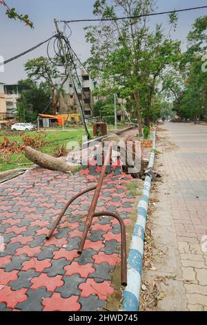 Howrah, Westbengalen, Indien - 31.. Mai 2020 : der Super-Zyklon Amphan entwurzelte die Trifala-Ampel, die fiel und den Straßenbelag blockierte. Stockfoto