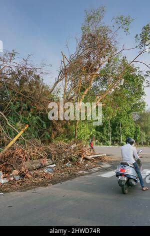 Kalkutta, Westbengalen, Indien - 28.. Mai 2020 : Super-Zyklon Amphan entwurzelter Baum, der fiel und blockierte Pflaster. Verwüstung zerstörte viele Bäume. Stockfoto
