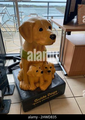 Guide Dogs mit Hündchens Sammelkarton helfen dem blinden Souvenirladen zwei Welpen Golden Retriever Dog Spenden Menschen in Münzen spenden Stockfoto