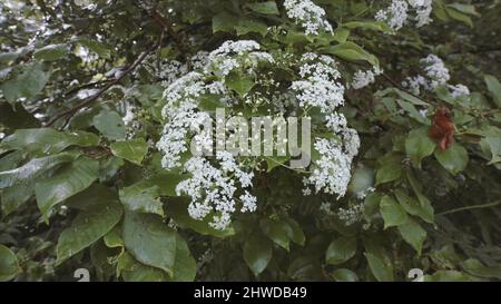 Nahaufnahme der wunderschönen weißen Blüten der Petersilie-Pflanze oder auch bekannt als Königin Anne's, die in freier Wildbahn in der Nähe der Bäume wächst. Anthriskus s Stockfoto