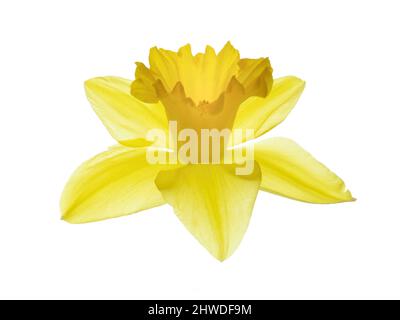 Einzelne Narzissenblüte, isoliert auf Weiß. Stockfoto