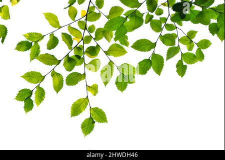 Europäische weiße Ulme (Ulmus laevis) Äste und Blätter isoliert auf weißem Hintergrund. Stockfoto